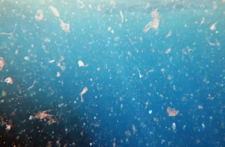 Ocean floor contains nearly 15.5 million tons of microplastics