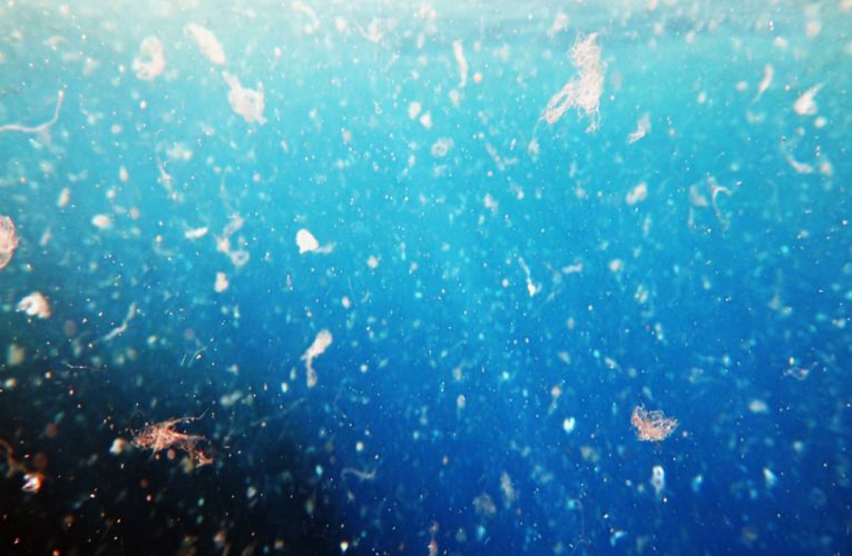 Microplastic particles exposed to freshwater or saltwater environments are taken up into an animal’s cells